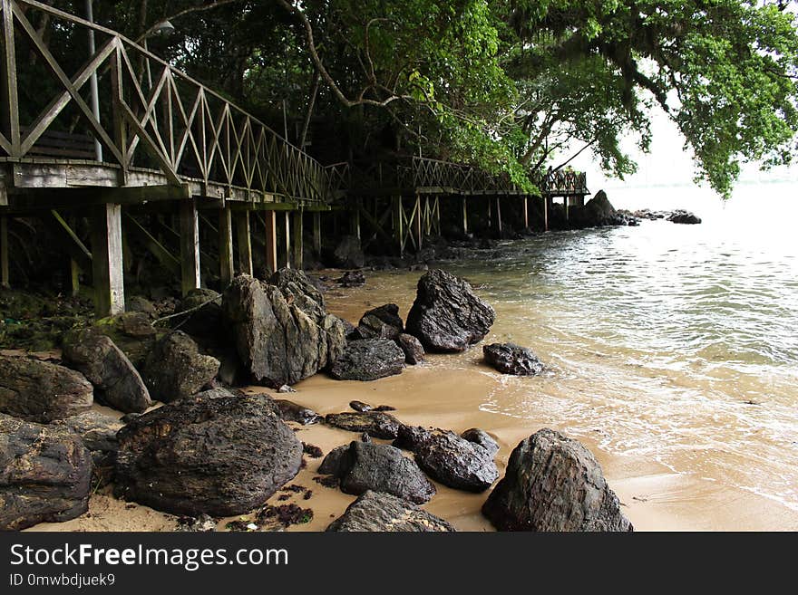 Water, Tree, Bank, Rock