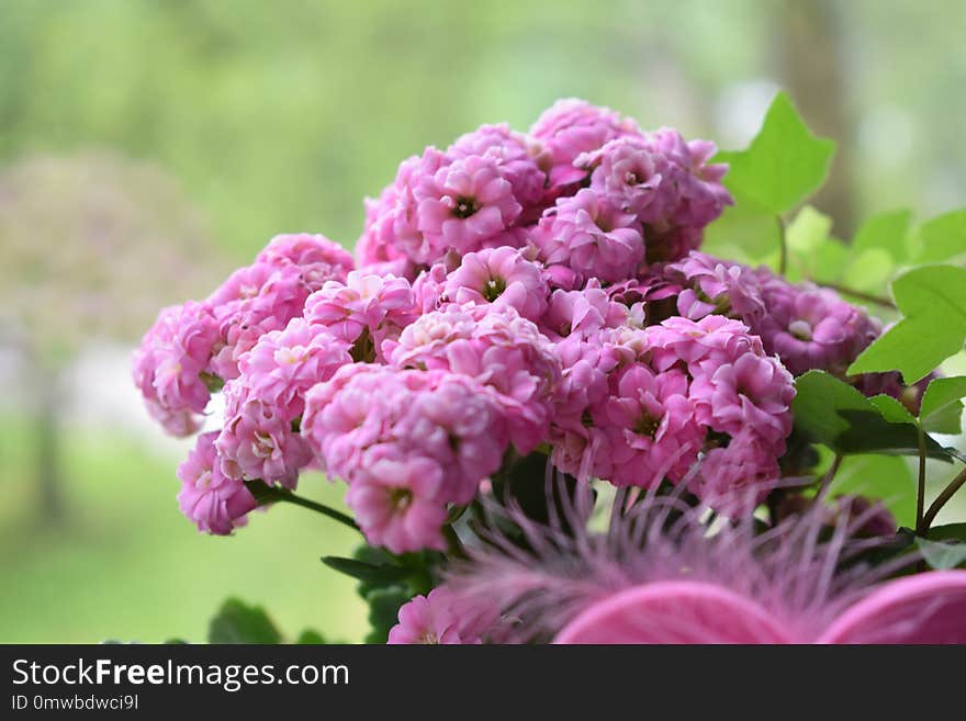 Flower, Plant, Purple, Annual Plant