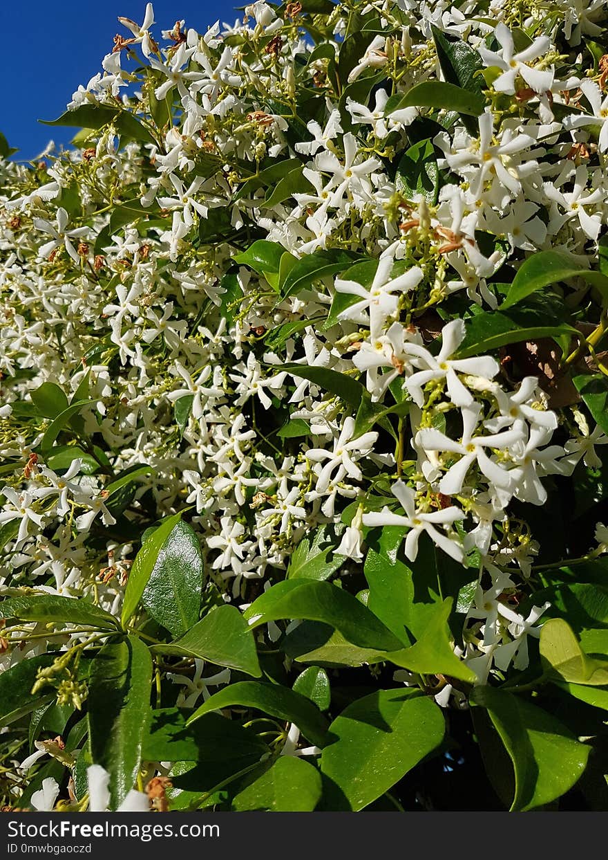 Plant, Flora, Flower, Flowering Plant