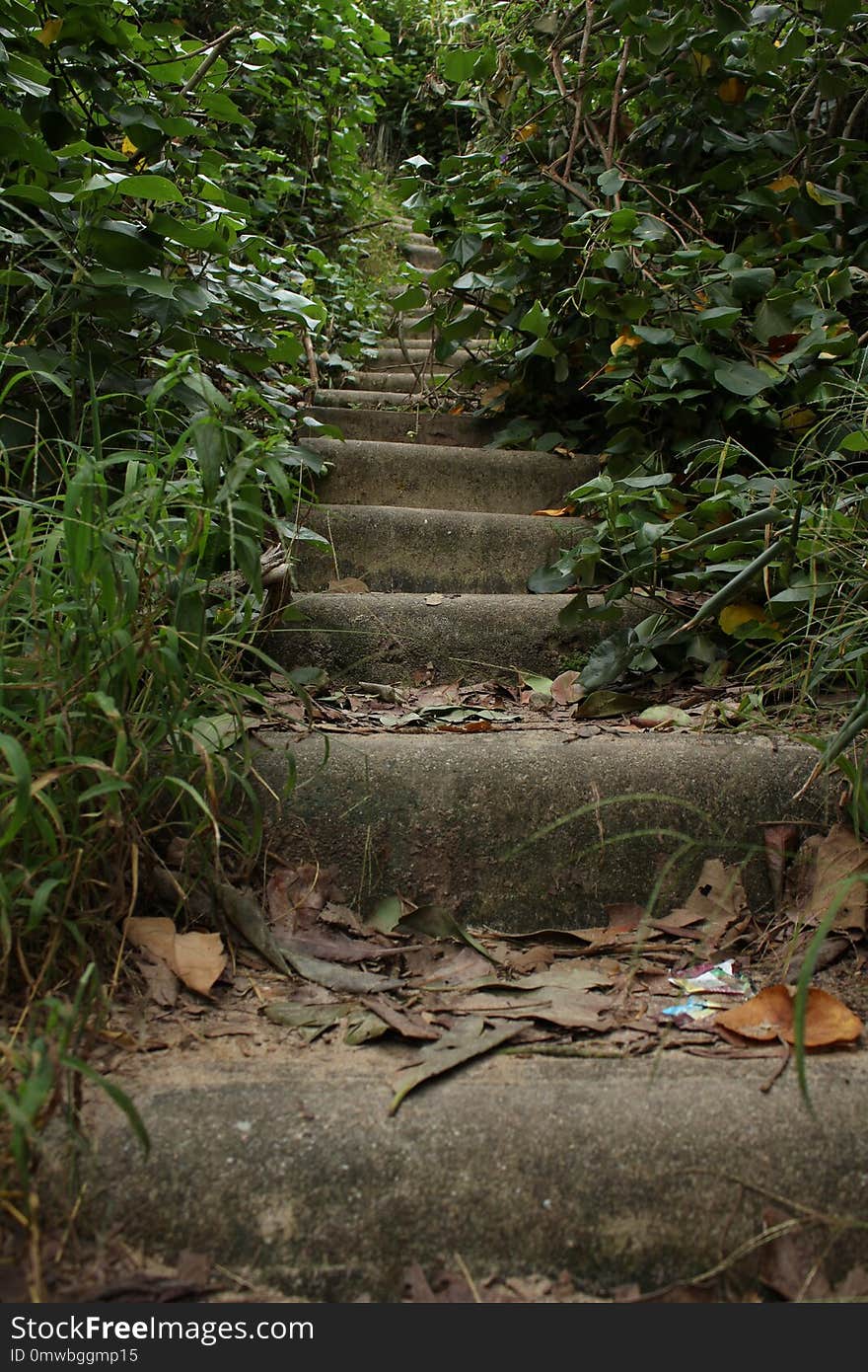 Vegetation, Path, Nature Reserve, Water