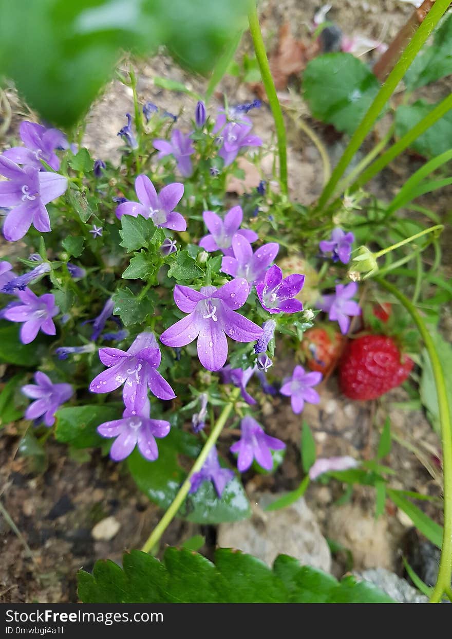 Plant, Flora, Flower, Flowering Plant