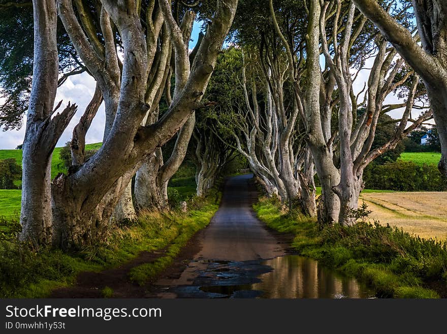 The Dark Hedges, Located between Armoy and Stranocum in County Antrim, Northern Ireland. It is an avenue of beech trees along Bregagh Road between. The Dark Hedges, Located between Armoy and Stranocum in County Antrim, Northern Ireland. It is an avenue of beech trees along Bregagh Road between.