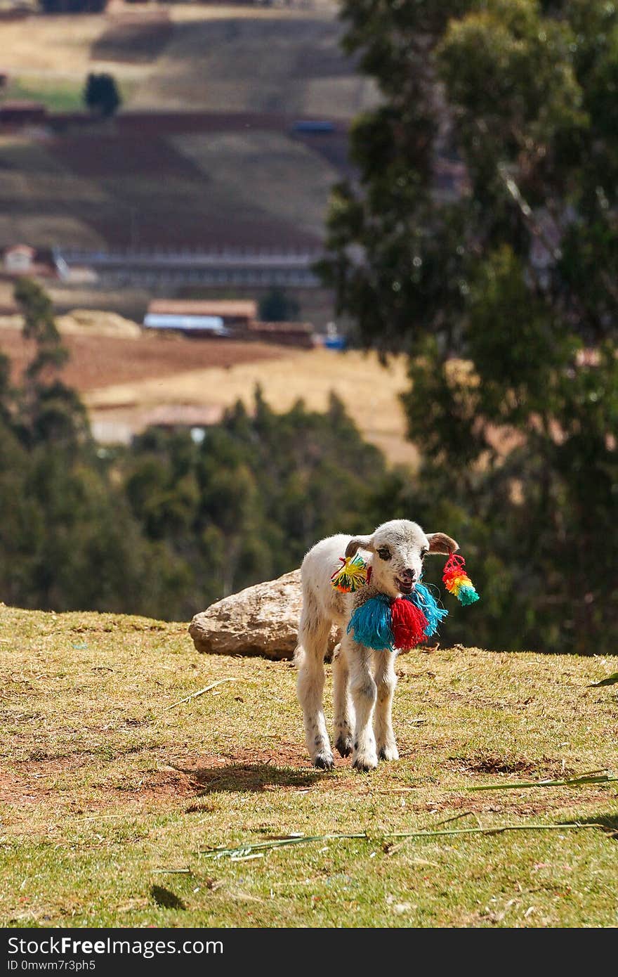 A little cute cub of alpaca. There are some decorations on his ears.