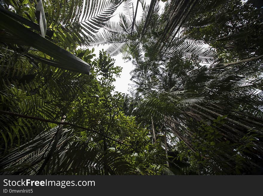 Canopy in the jungle on Pangkor island, Malaysia. Canopy in the jungle on Pangkor island, Malaysia