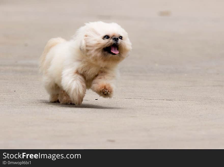 Funny dog playing and running