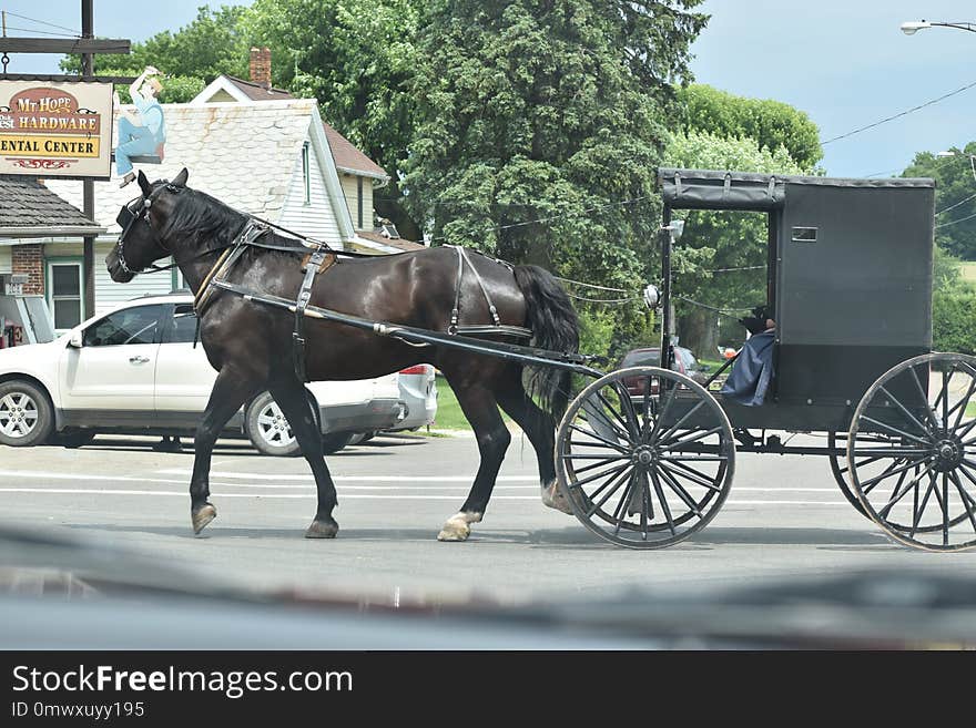 Horse And Buggy, Carriage, Horse Harness, Mode Of Transport