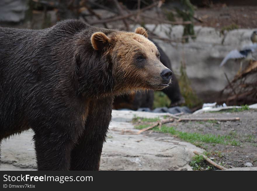 Brown Bear, Grizzly Bear, Bear, Terrestrial Animal