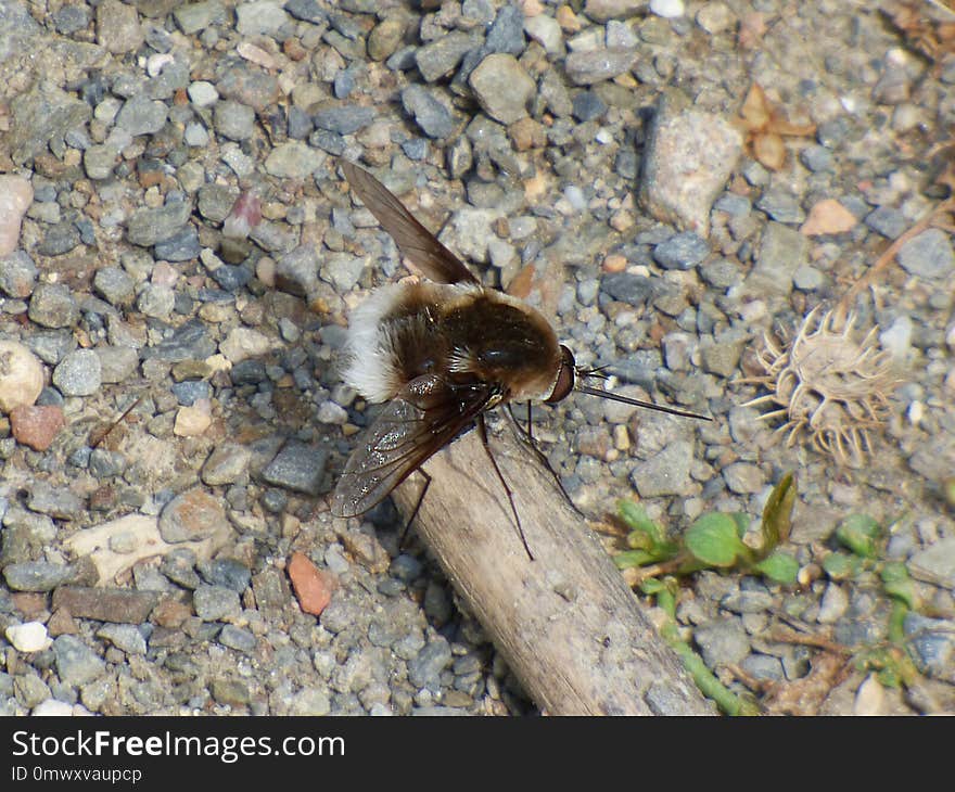 Insect, Invertebrate, Fauna, Membrane Winged Insect