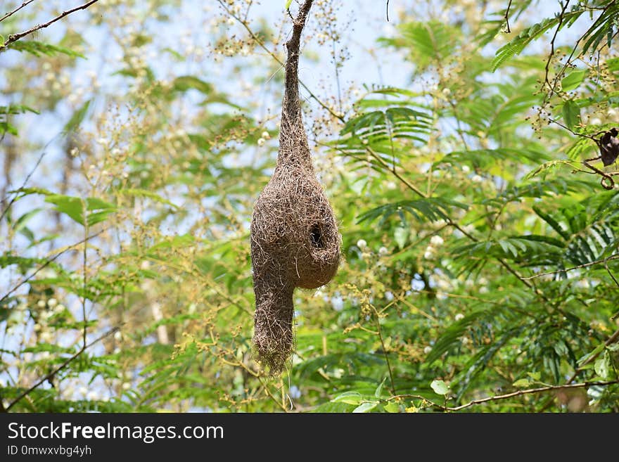 Fauna, Ecosystem, Bird, Flora