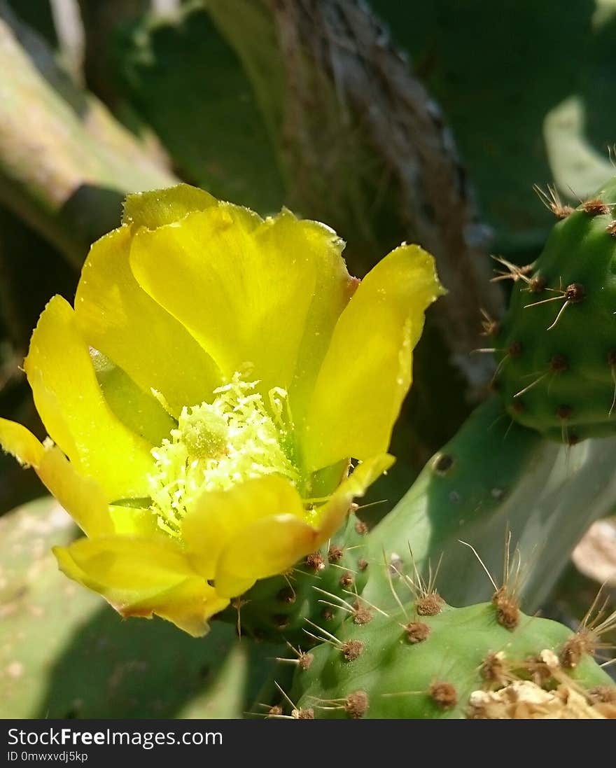 Eastern Prickly Pear, Flowering Plant, Plant, Prickly Pear