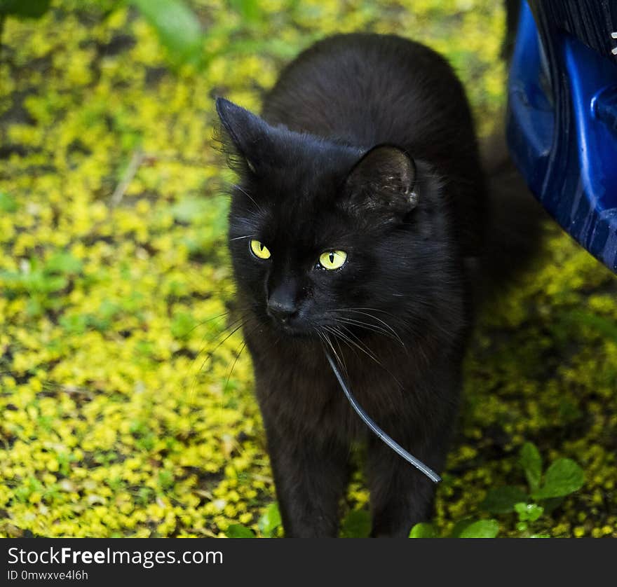 Cat, Black Cat, Whiskers, Mammal