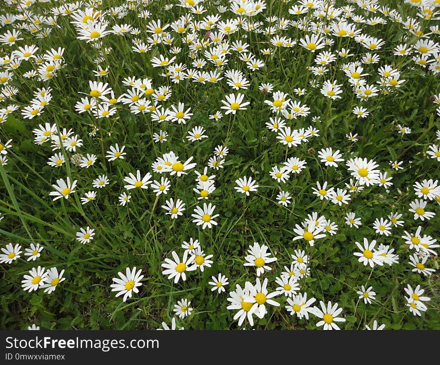 Flower, Plant, Chamaemelum Nobile, Oxeye Daisy