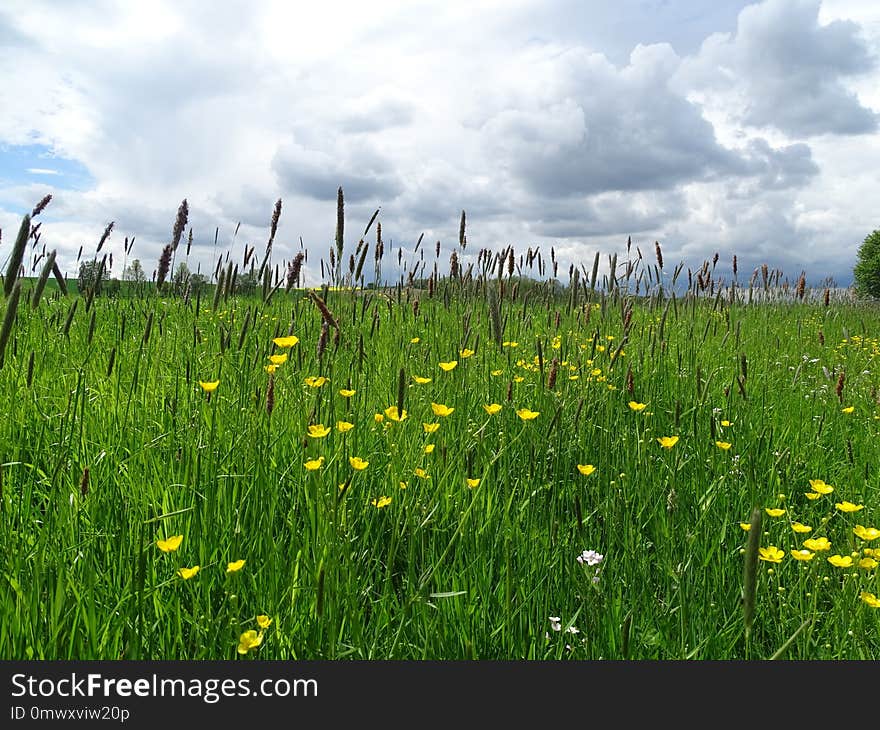 Grassland, Ecosystem, Prairie, Meadow