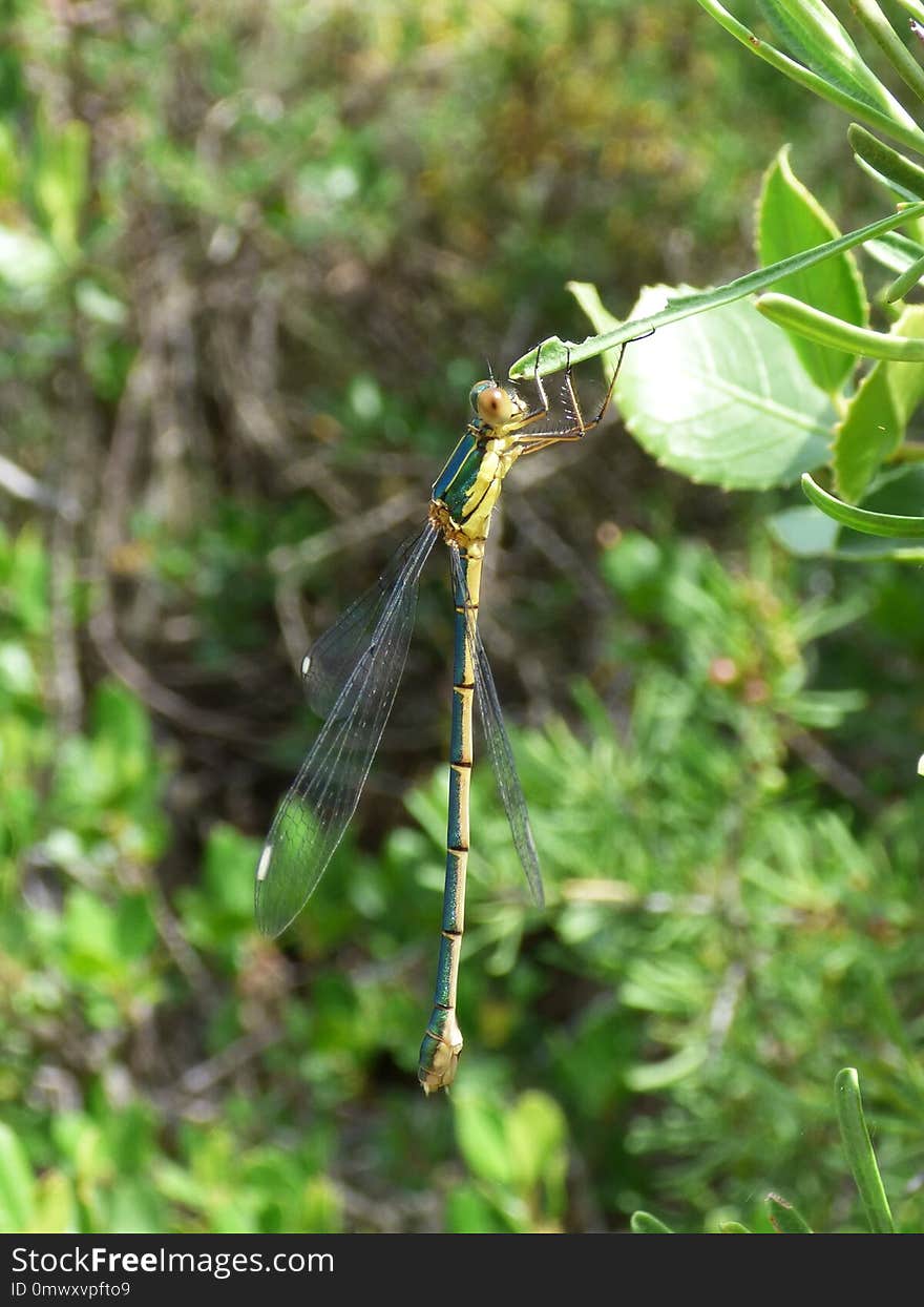 Damselfly, Dragonfly, Insect, Dragonflies And Damseflies