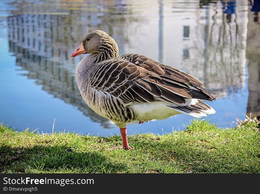 Bird, Water Bird, Fauna, Ducks Geese And Swans