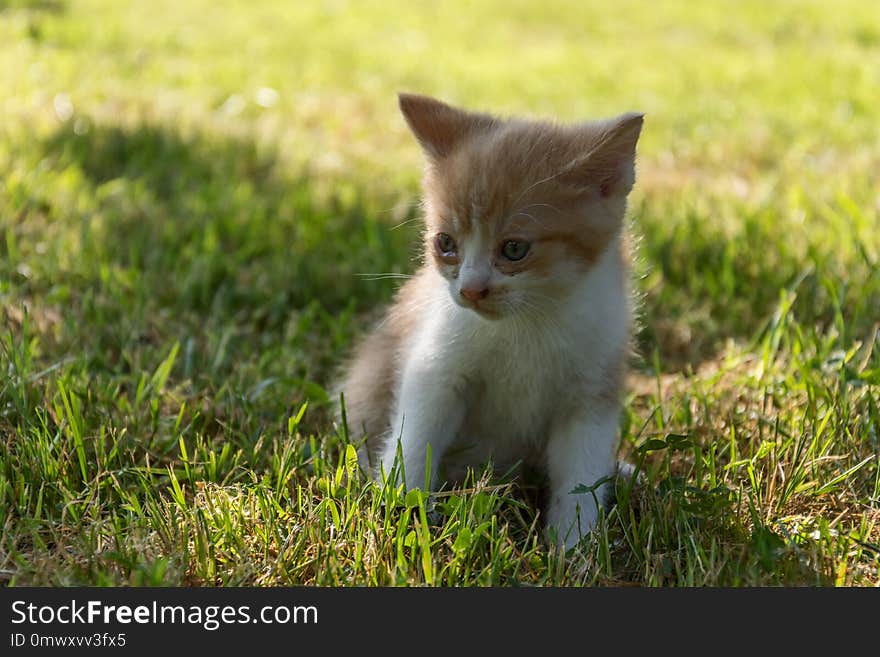 Cat, Mammal, Small To Medium Sized Cats, Whiskers