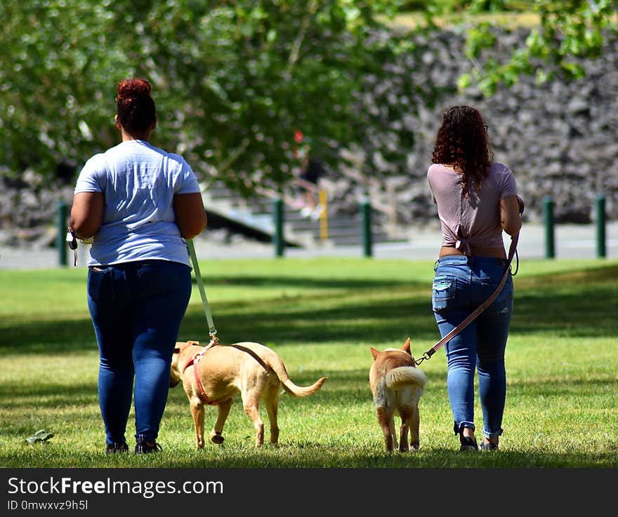 Dog, Mammal, Vertebrate, Grass