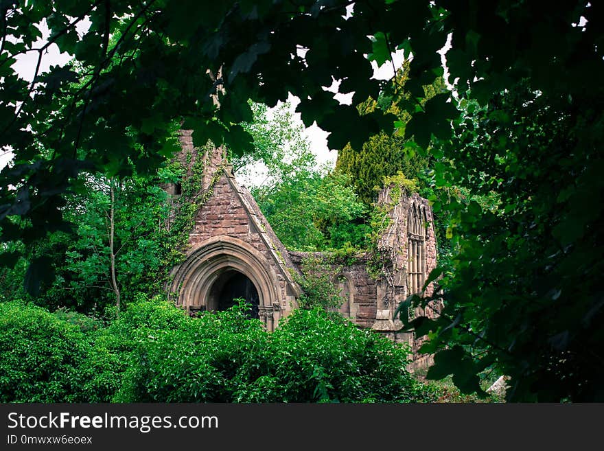 Nature, Green, Vegetation, Leaf