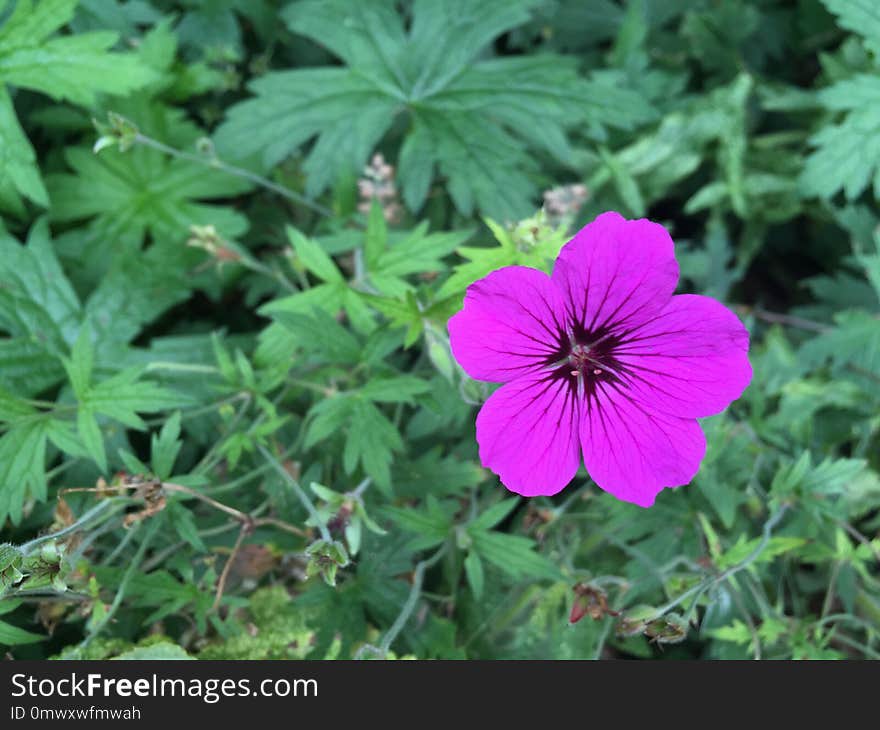 Flower, Plant, Flowering Plant, Flora