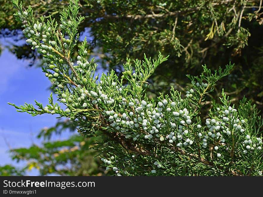 Plant, Tree, Flora, Branch