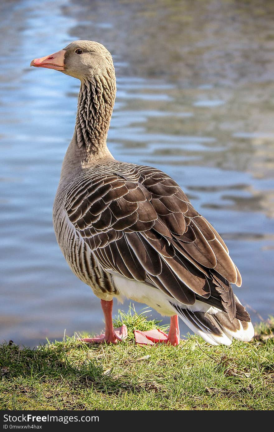 Bird, Duck, Water Bird, Ducks Geese And Swans