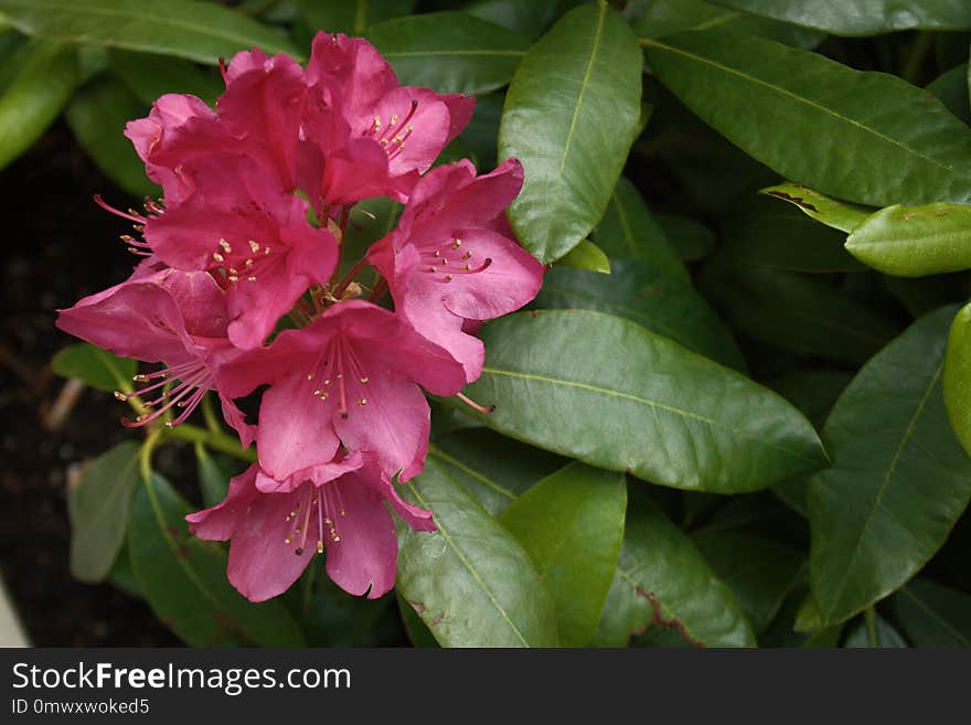 Plant, Flower, Flowering Plant, Flora