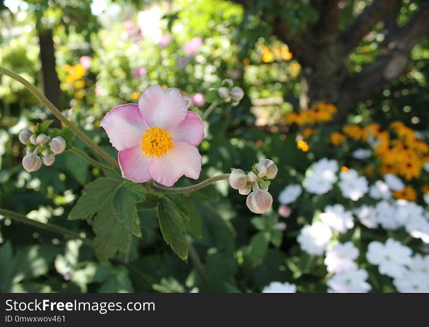 Flower, Plant, Flora, Flowering Plant