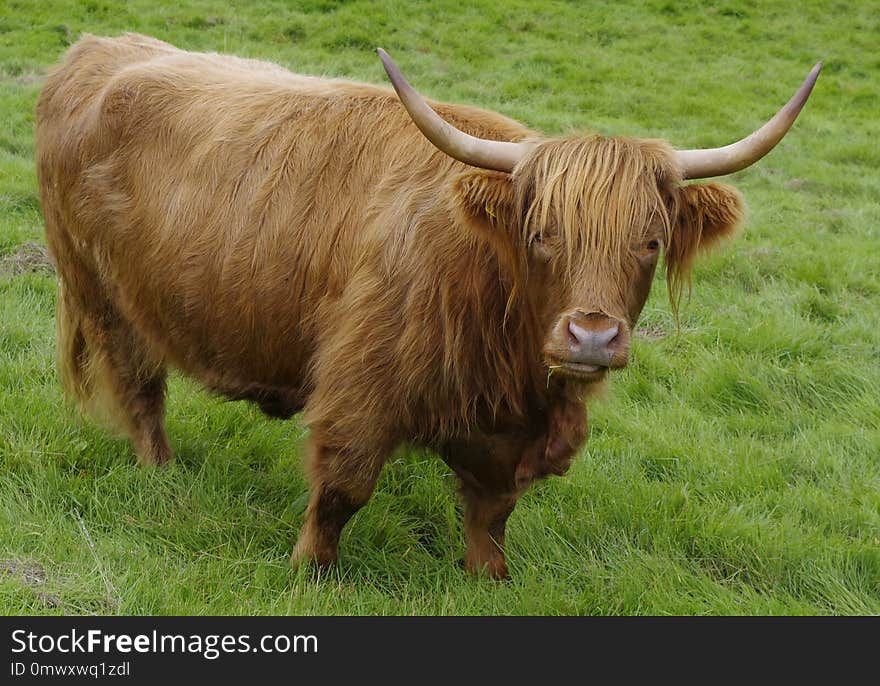 Horn, Cattle Like Mammal, Highland, Grazing