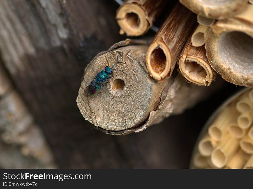 Membrane Winged Insect, Wood, Insect, Metal