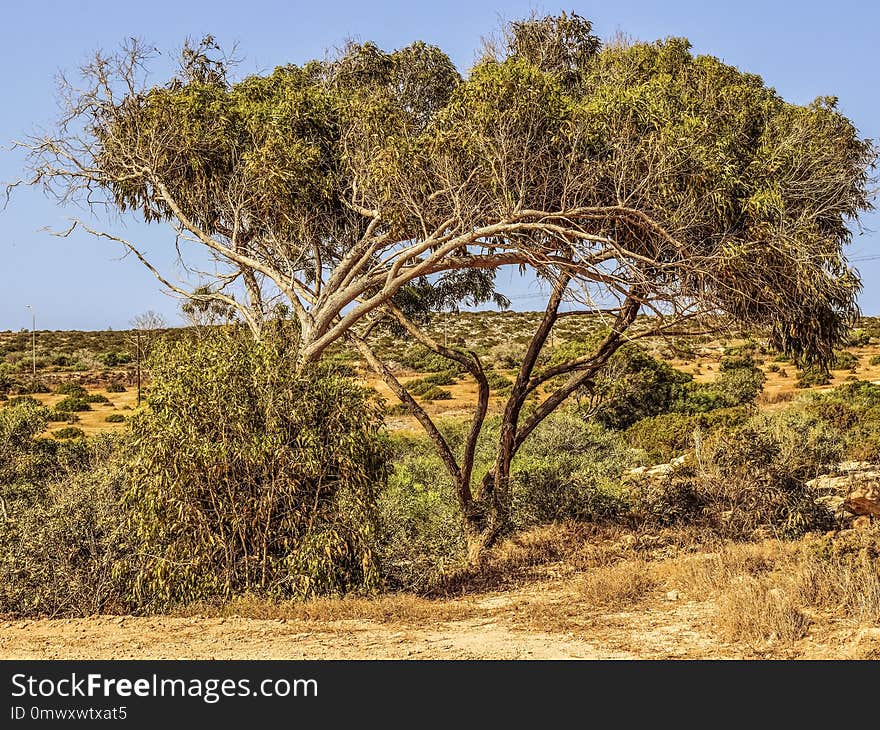 Ecosystem, Vegetation, Shrubland, Tree