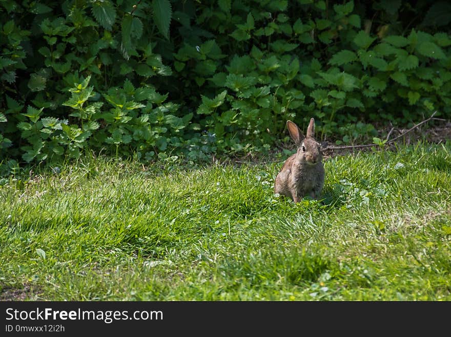 Wildlife, Fauna, Ecosystem, Mammal