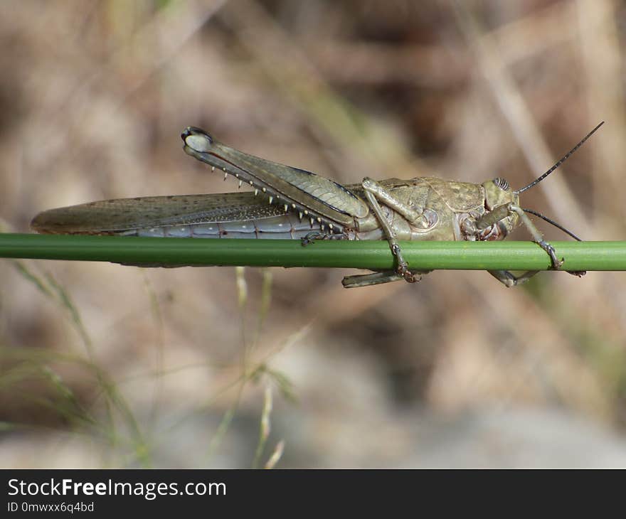 Insect, Invertebrate, Fauna, Damselfly