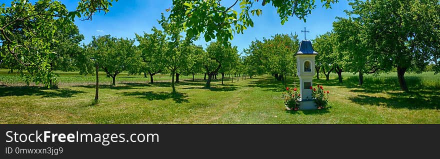 Tree, Agriculture, Grove, Field