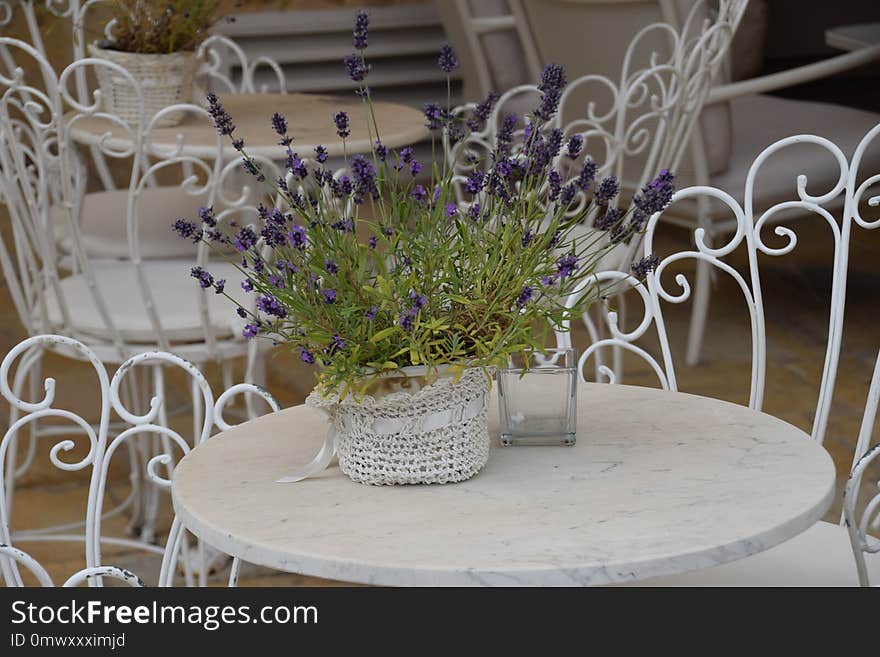 Flower, Purple, Flower Arranging, Lavender