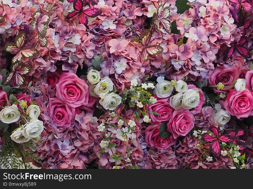 Flower, Pink, Purple, Plant