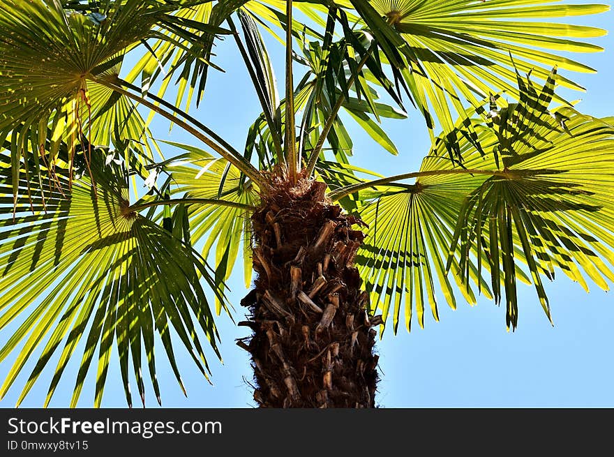 Tree, Borassus Flabellifer, Palm Tree, Arecales