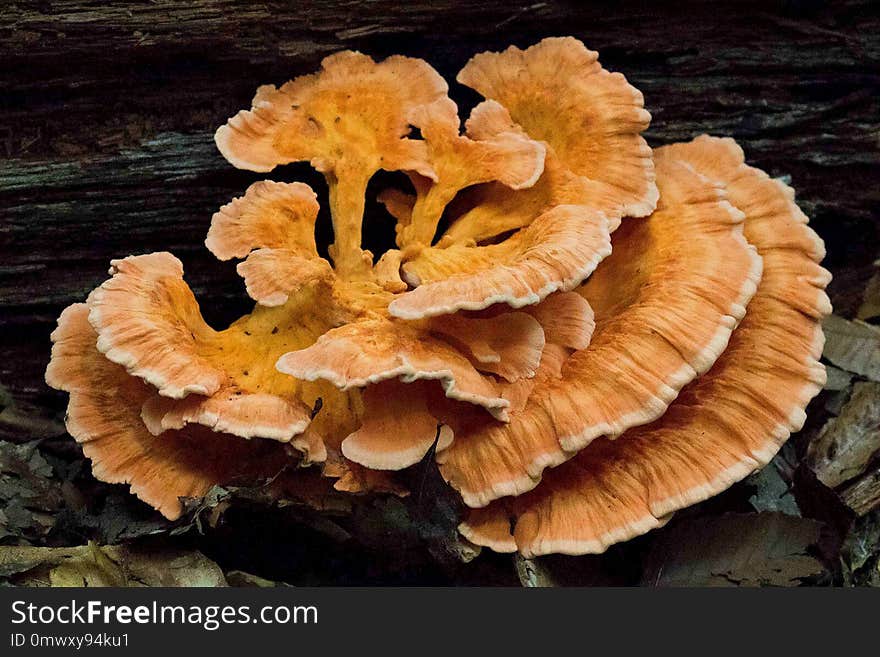 Fungus, Hen Of The Wood, Edible Mushroom, Mushroom