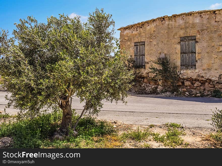 Property, Tree, Sky, House