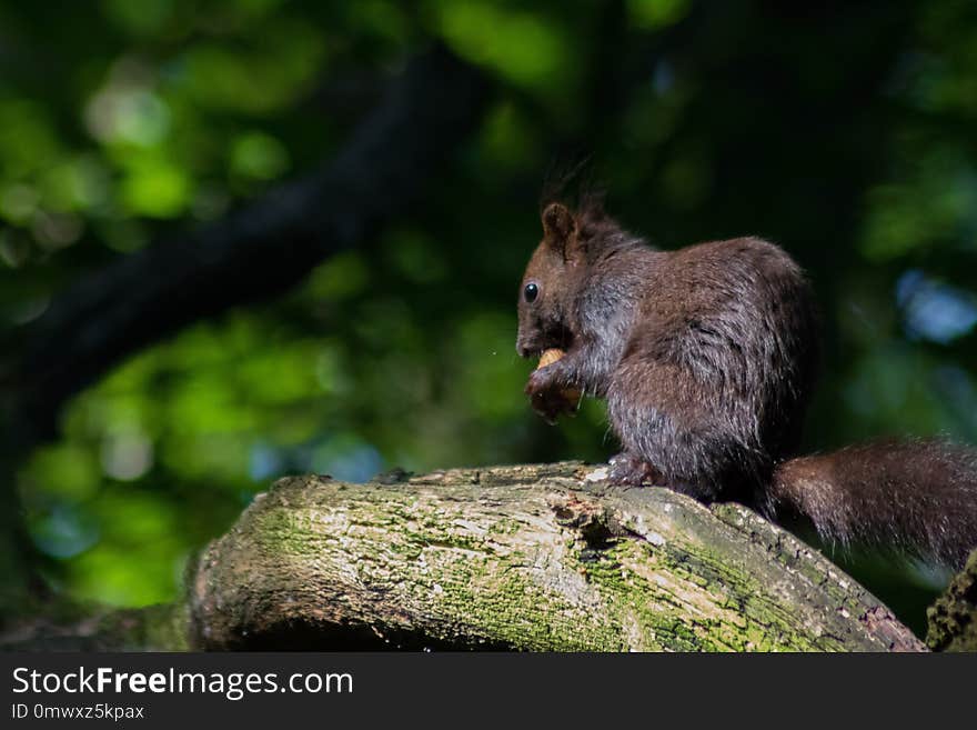 Squirrel, Fauna, Wildlife, Mammal