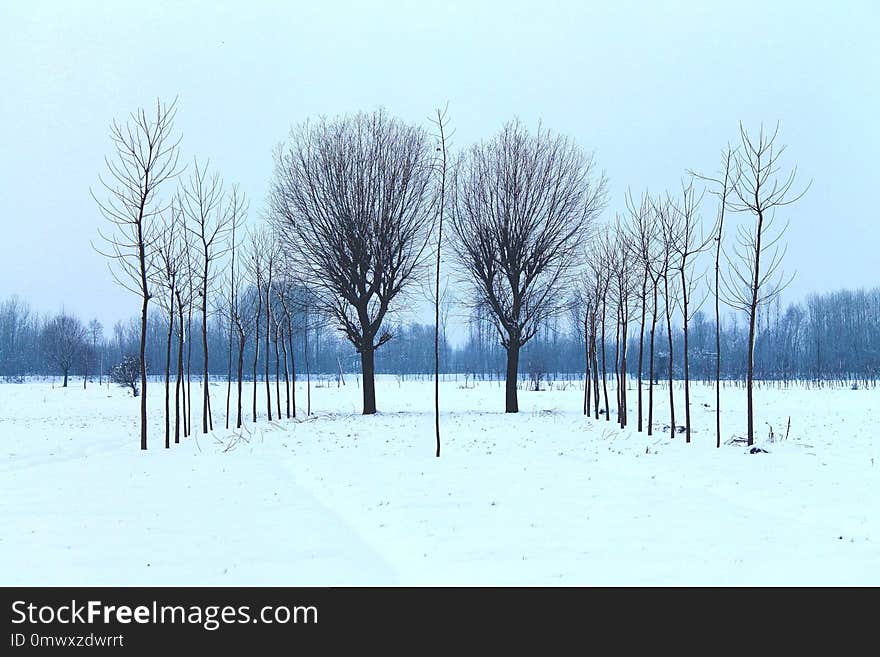 Winter, Snow, Tree, Freezing