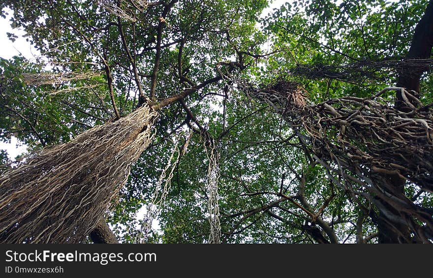 Tree, Vegetation, Branch, Nature Reserve