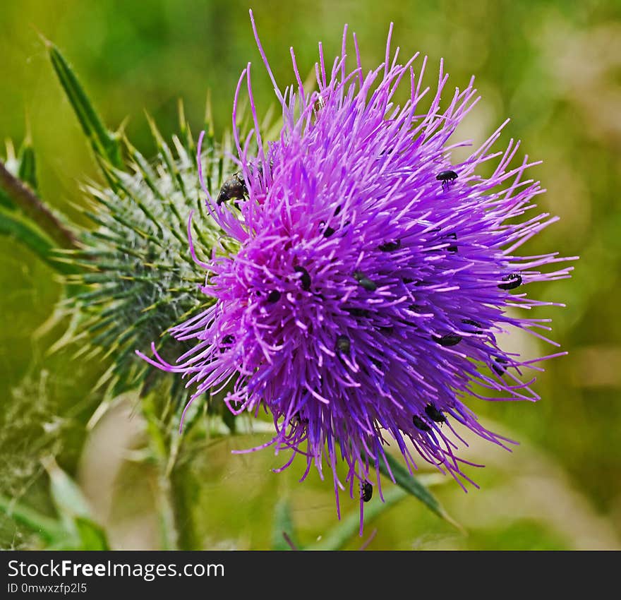 Silybum, Thistle, Flower, Noxious Weed