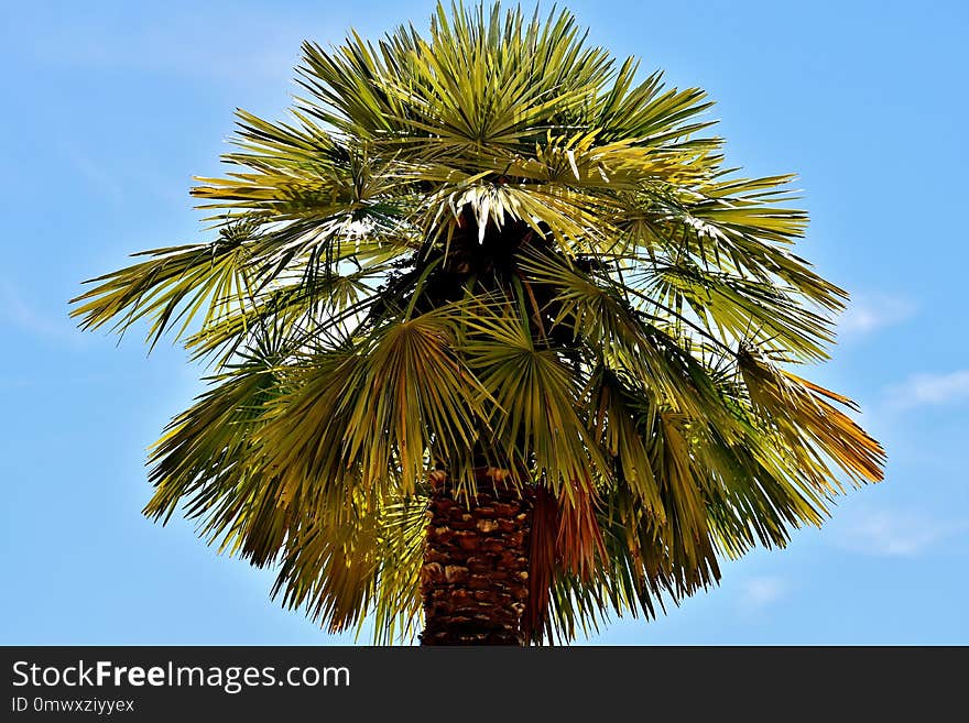 Sky, Borassus Flabellifer, Tree, Palm Tree