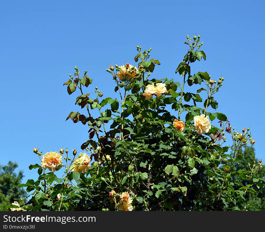 Flower, Plant, Flora, Flowering Plant