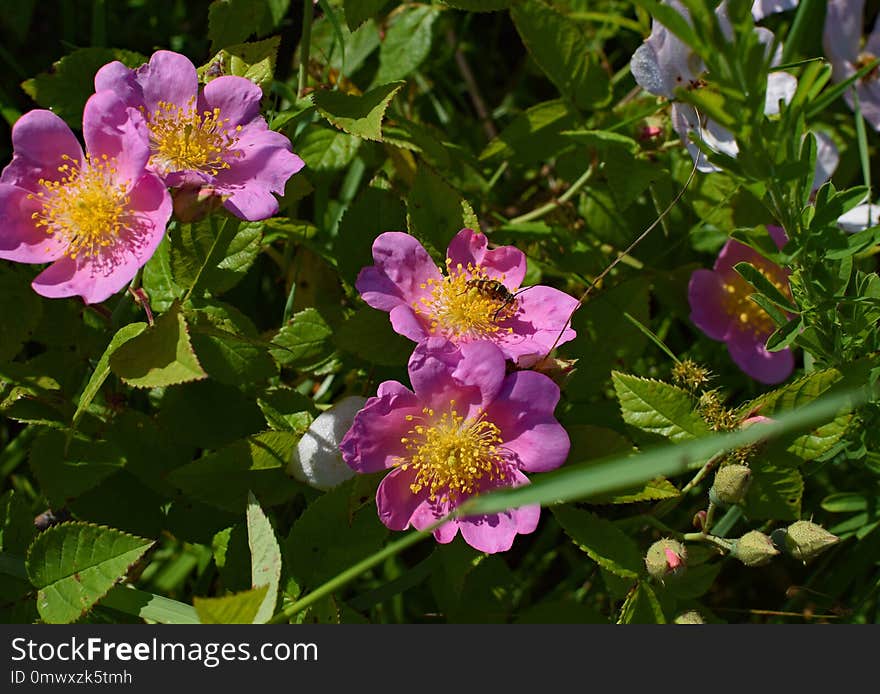 Flower, Plant, Flowering Plant, Rose Family