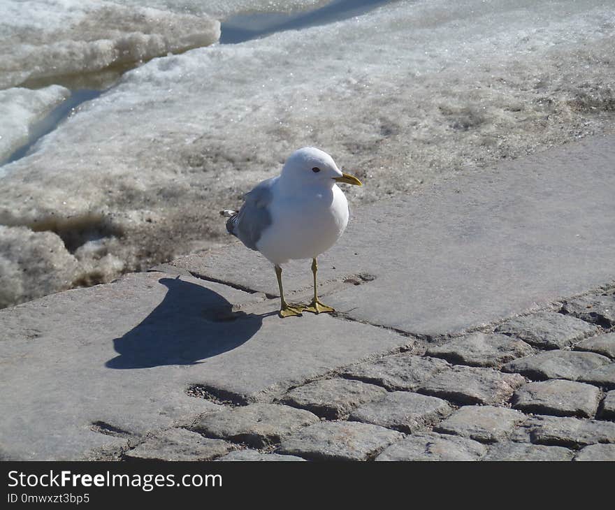 Bird, Gull, Seabird, Beak