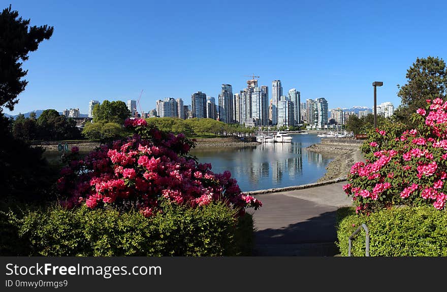 Nature, Flower, Plant, City