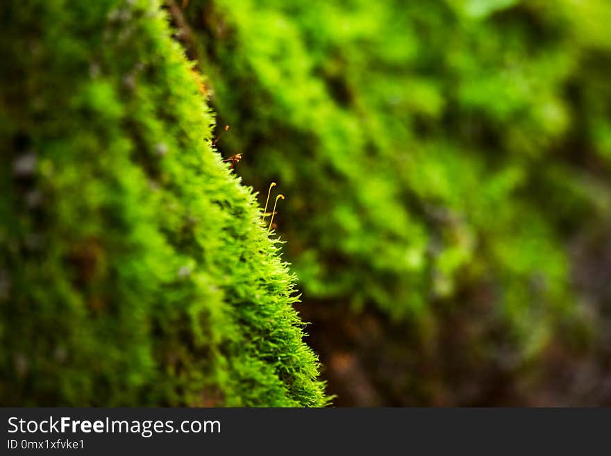 Green moss is close, soft focus. Green moss is close, soft focus