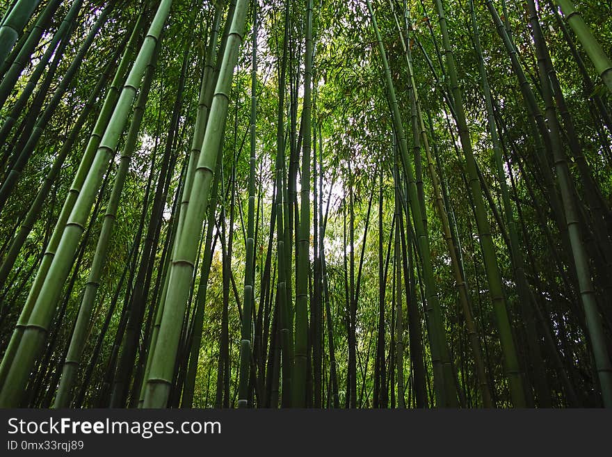 Old green bamboo trees in bamboo grove. Old green bamboo trees in bamboo grove