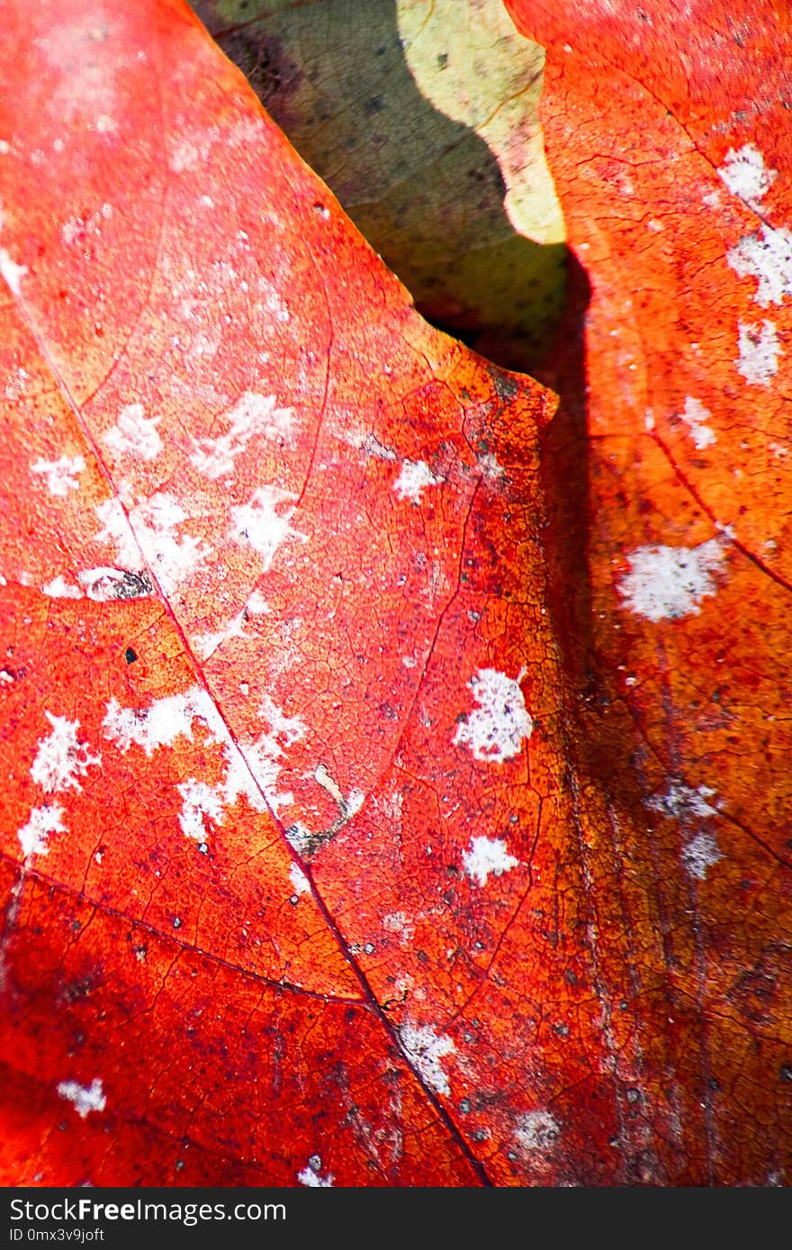 Decay red leaf of tree is close. Decay red leaf of tree is close